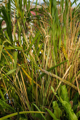 Fototapeta premium tiger orchid flower, a rare plant native to Indonesian forests.