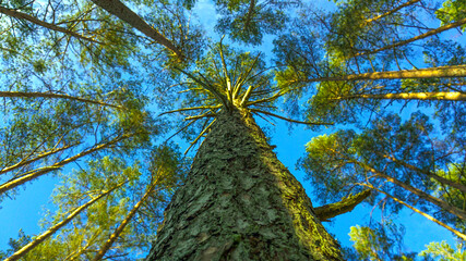 bottom view of the coniferous forest © etraveler