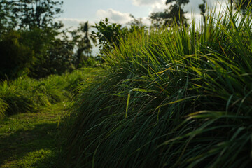 grass that grows thickly in the hills.