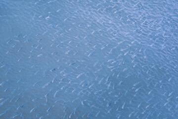 High angle view of large group of little mullet fish live in shallow water areas near the coast for growth before moving to deep sea.