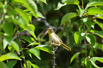 Common Yellow-throated Warbler