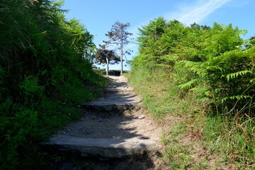 Fototapeta na wymiar Chemin de randonnée en Bretagne bordé de fougères