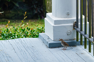 House sparrow on the porch