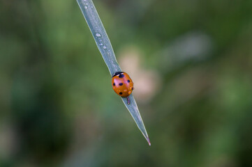 
ladybug