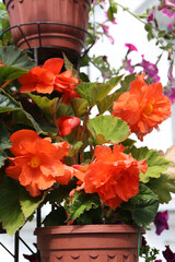 Big orange flowers of begonia in flowerpot in summer decorative garden in Suzdal town, Russia....