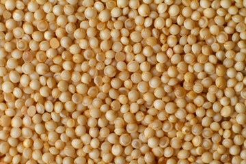 Macro photo couscous. Yellow grains of wheat grits, cuscus, semolina, universal porridge for breakfast.