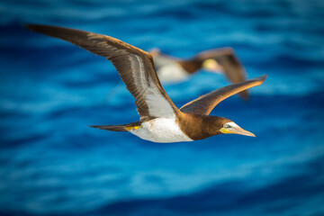 boobys in flight