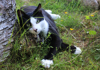 Black white cat lying on grass in forest