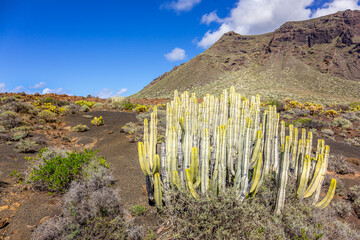 Volcanic desert landscape with cactuses and mountains, Tenerife, Canary Islands, Spain - 361108788