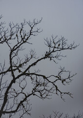 dead tree silhouette