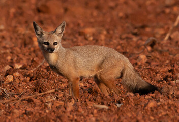 a cute Indian jackal in a farm