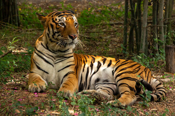 Fototapeta na wymiar a royal indian tiger in a reserve forest