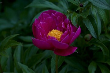 Flower peonies from the Garden of Eden. They have a divine aroma. They fascinate and inspire.