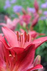 Maroon lilies in flowerbed closeup. Shallow depth of field