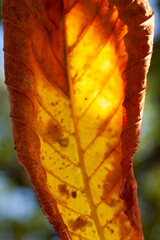 Liść suchy jesień złoty