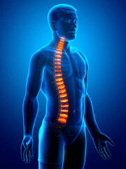 Backbone intervertebral disc anatomy
