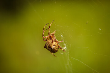 oak spider cross in a web. close-up.