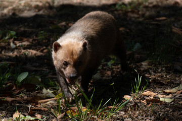 Cute female of bush dog between light and shadow