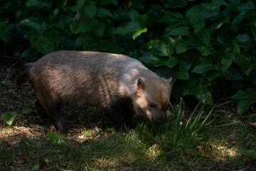 Cute female of bush dog between light and shadow
