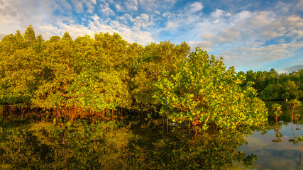 mangroves on an island with a reflection in the water