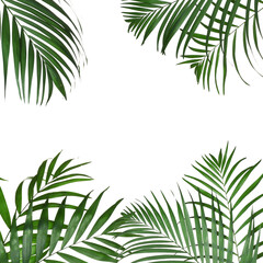 Frame made of beautiful lush tropical leaves on white background. Space for text