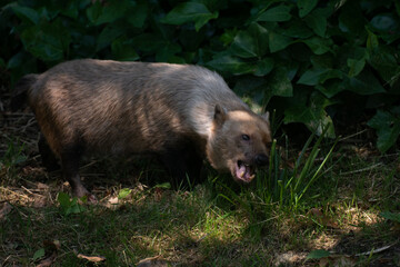 Cute female of bush dog between light and shadow