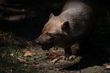 Cute female of bush dog between light and shadow