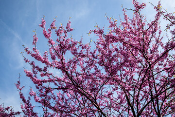Yoshino cherry (Prunus x yedoensis) tree in bloom with blue sky in background