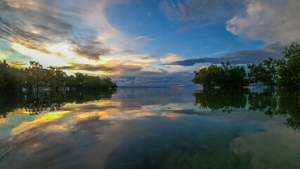 mangroves on an island with a reflection in the water