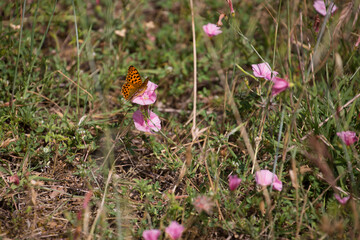 farfalla