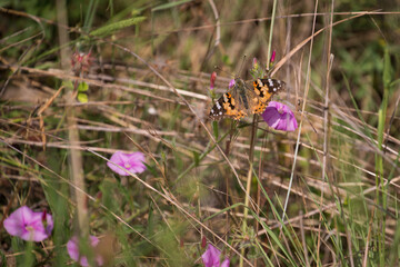 farfalla tra i fiori, arancione, viola, lilla