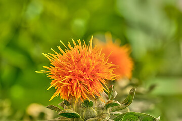 Close-up of a fully open safflower flower on a green background.