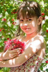 Girl picks cherry fruits from a tree. Child girl (seven years old) with a transparent bowl full of cherry fruits. Harvesting. Summer time, outdoors