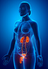 3d rendered, medically accurate illustration of the female highlighted kidneys and urinary system