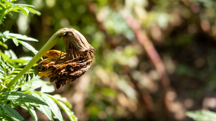 Rotten marigold flower (Tagetes erecta)
