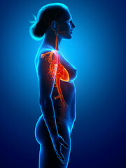 3d rendered medically accurate illustration of highlighted orange Female  heart