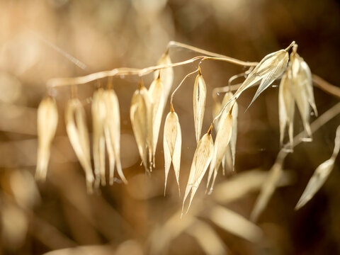 vainas de avena a contraluz