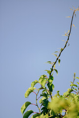 Green leaves of plants in the garden
