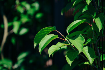 Green leaves of plants in the garden