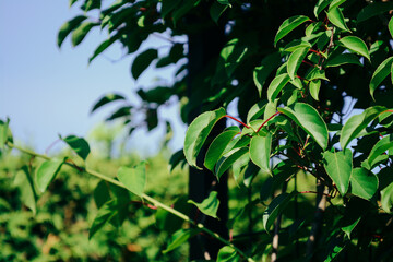 Green leaves of plants in the garden