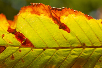 Kasztanowiec liść jesień