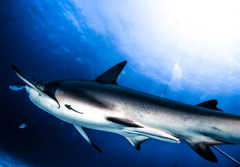 blacktip Caribbean reef shark in the sea, underwater photography, Bahamas