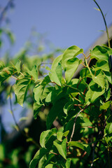 Green leaves of plants in the garden