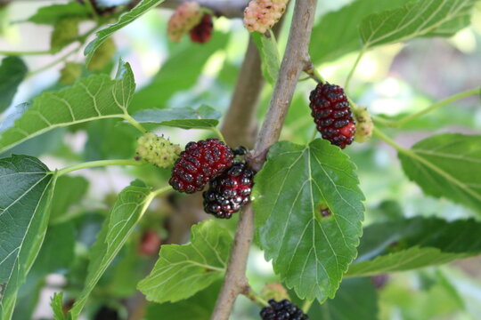 
Black mulberry berries ripen on a tree on a sunny summer day