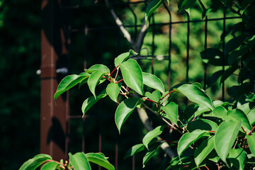 Green leaves of plants in the garden