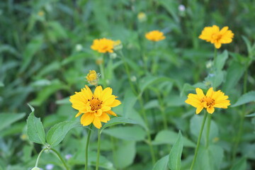 
Bright yellow flowers bloom in the summer garden.