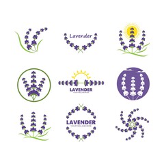 lavender flower vector illustration design