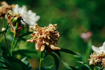Green leaves of plants in the garden