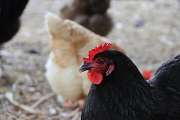 Close up of a colorful chicken hen