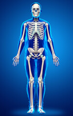Fototapeta premium 3d rendered, medically accurate illustration of a male skeleton system